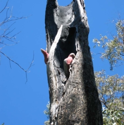 Eolophus roseicapilla (Galah) at Yanchep, WA - 27 Sep 2003 by MB