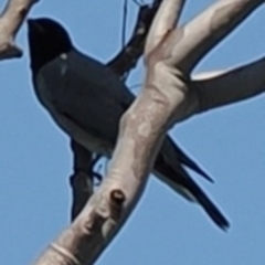 Coracina novaehollandiae (Black-faced Cuckooshrike) at Mon Repos, QLD - 24 Aug 2024 by lbradley