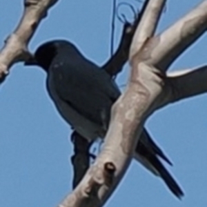 Coracina novaehollandiae at Mon Repos, QLD - 24 Aug 2024