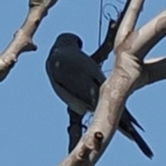 Coracina novaehollandiae at Mon Repos, QLD - 24 Aug 2024 11:37 AM
