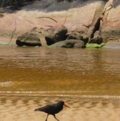 Haematopus fuliginosus (Sooty Oystercatcher) at Wilsons Promontory, VIC - 14 Dec 2003 by MB