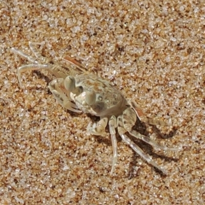 Ocypodidae (family) at Mon Repos, QLD - 24 Aug 2024 by lbradley