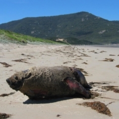 Seal-unknown species (Unidentified Seal) at Wilsons Promontory, VIC - 14 Dec 2003 by MB