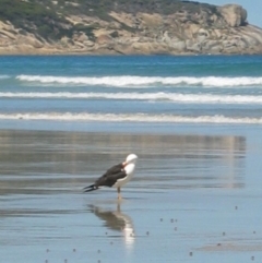 Larus pacificus (Pacific Gull) at Wilsons Promontory, VIC - 14 Dec 2003 by MB