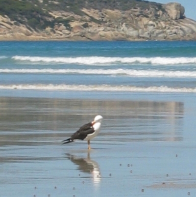 Larus pacificus (Pacific Gull) at Wilsons Promontory, VIC - 14 Dec 2003 by MB