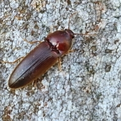 Elateridae (family) (Unidentified click beetle) at Goulburn, NSW - 24 Aug 2024 by trevorpreston