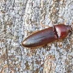 Elateridae sp. (family) at Goulburn, NSW - 24 Aug 2024