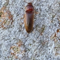 Elateridae sp. (family) at Goulburn, NSW - 24 Aug 2024