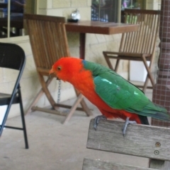 Alisterus scapularis (Australian King-Parrot) at Marysville, VIC - 19 Dec 2003 by MB