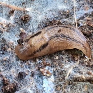 Ambigolimax sp. (valentius and waterstoni) at Goulburn, NSW - 24 Aug 2024 02:53 PM