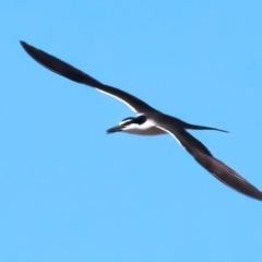 Onychoprion anaethetus (Bridled Tern) at Houtman Abrolhos, WA - 19 Apr 2024 by jb2602