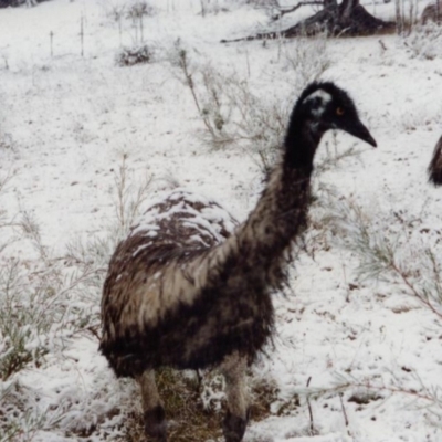 Dromaius novaehollandiae (Emu) at Kambah, ACT - 28 May 2000 by MB