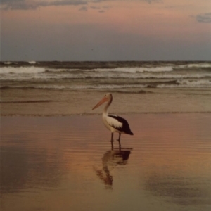 Pelecanus conspicillatus at Evans Head, NSW - 15 Dec 2001