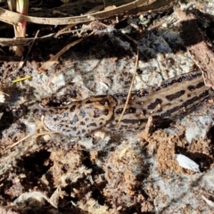 Limax maximus (Leopard Slug, Great Grey Slug) at Goulburn, NSW - 24 Aug 2024 by trevorpreston