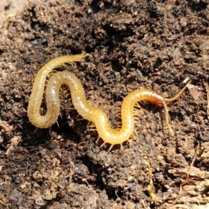 Geophilomorpha sp. (order) at Goulburn, NSW - 24 Aug 2024 02:48 PM