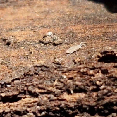 Entomobryomorpha (order) (Entomobryomorph springtail) at Goulburn, NSW - 24 Aug 2024 by trevorpreston