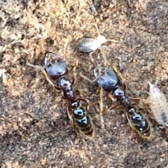 Amblyopone australis (Slow Ant) at Goulburn, NSW - 24 Aug 2024 by trevorpreston