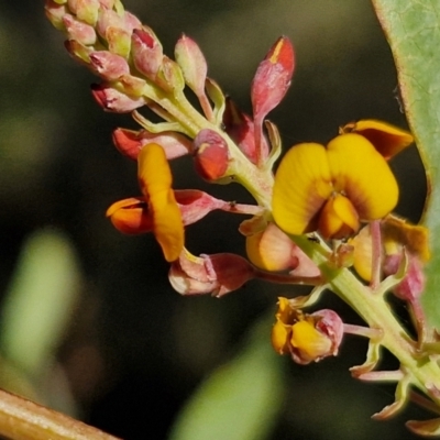 Daviesia latifolia (Hop Bitter-Pea) at Goulburn, NSW - 24 Aug 2024 by trevorpreston