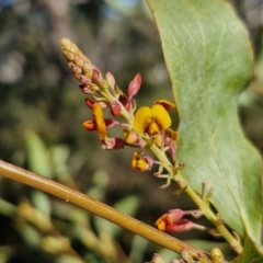 Daviesia latifolia at Goulburn, NSW - 24 Aug 2024 02:39 PM