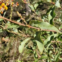 Daviesia latifolia at Goulburn, NSW - 24 Aug 2024 02:39 PM