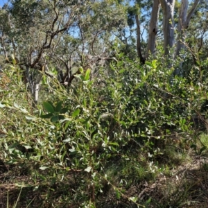 Daviesia latifolia at Goulburn, NSW - 24 Aug 2024 02:39 PM