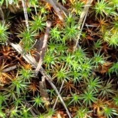 Polytrichaceae sp. (family) (A moss) at Goulburn, NSW - 24 Aug 2024 by trevorpreston