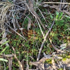 Polytrichaceae sp. (family) at Goulburn, NSW - 24 Aug 2024