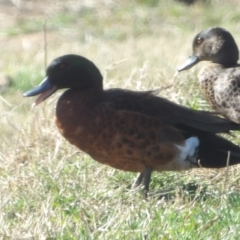 Anas castanea (Chestnut Teal) at Braidwood, NSW - 24 Aug 2024 by MatthewFrawley