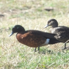 Anas castanea at Braidwood, NSW - 24 Aug 2024