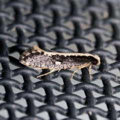 Monopis crocicapitella (Bird Nest Moth) at Harrison, ACT - 23 Aug 2024 by DPRees125