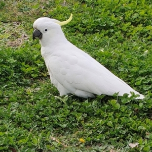 Cacatua galerita at Mawson, ACT - 19 Aug 2024 02:46 PM