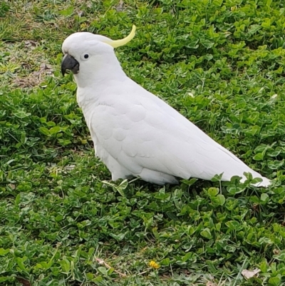 Cacatua galerita (Sulphur-crested Cockatoo) at Mawson, ACT - 19 Aug 2024 by KateU