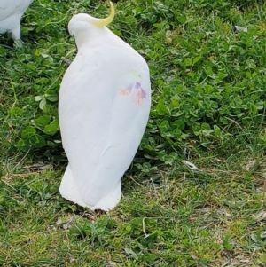 Cacatua galerita at Mawson, ACT - 19 Aug 2024 02:46 PM