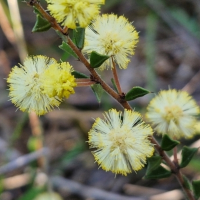 Acacia gunnii (Ploughshare Wattle) at Goulburn, NSW - 24 Aug 2024 by trevorpreston