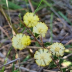 Acacia gunnii at Goulburn, NSW - 24 Aug 2024