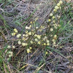 Acacia gunnii at Goulburn, NSW - 24 Aug 2024 02:35 PM