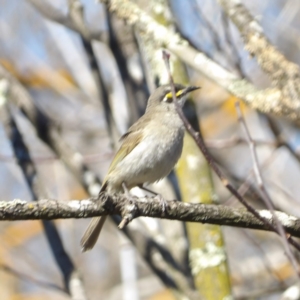 Caligavis chrysops at Braidwood, NSW - 24 Aug 2024