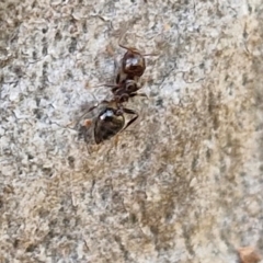 Crematogaster sp. (genus) (Acrobat ant, Cocktail ant) at Goulburn, NSW - 24 Aug 2024 by trevorpreston