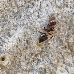 Crematogaster sp. (genus) at Goulburn, NSW - 24 Aug 2024