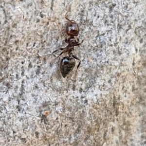 Crematogaster sp. (genus) at Goulburn, NSW - 24 Aug 2024 02:33 PM