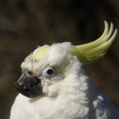 Cacatua galerita (Sulphur-crested Cockatoo) at Braidwood, NSW - 24 Aug 2024 by MatthewFrawley