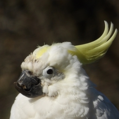 Cacatua galerita (Sulphur-crested Cockatoo) at Braidwood, NSW - 24 Aug 2024 by MatthewFrawley