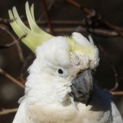 Cacatua galerita at Braidwood, NSW - 24 Aug 2024