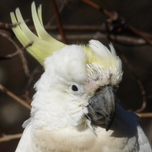 Cacatua galerita at Braidwood, NSW - 24 Aug 2024