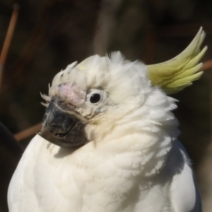 Cacatua galerita at Braidwood, NSW - 24 Aug 2024