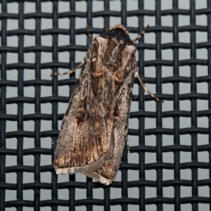 Agrotis munda at Harrison, ACT - 23 Aug 2024