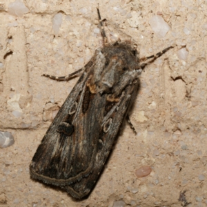 Agrotis munda at Harrison, ACT - suppressed