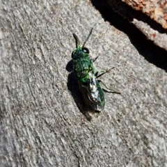 Chrysididae (family) (Cuckoo wasp or Emerald wasp) at Goulburn, NSW - 24 Aug 2024 by trevorpreston