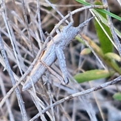 Coryphistes ruricola (Bark-mimicking Grasshopper) at Goulburn, NSW - 24 Aug 2024 by trevorpreston