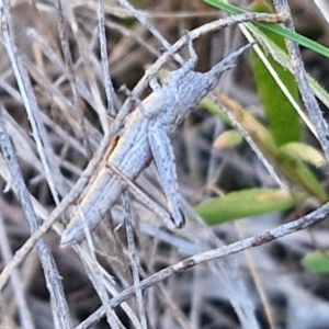 Coryphistes ruricola at Goulburn, NSW - 24 Aug 2024 02:26 PM